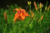 Flowers on land at Babaji's Kriya Yoga ashram in Quebec