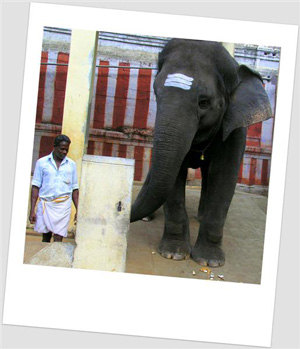 temple elephant 2008