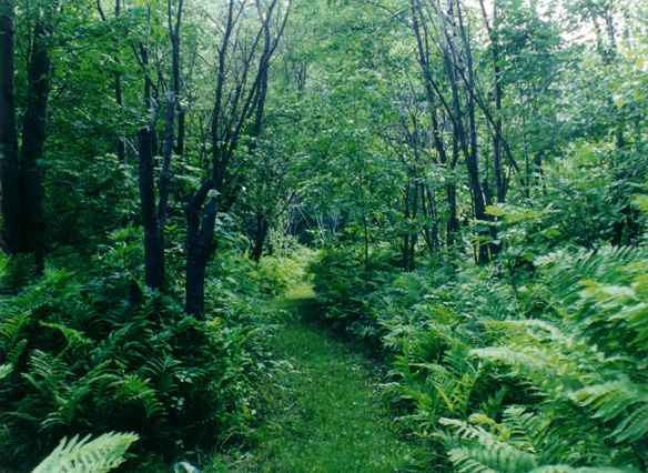 Pathways for a Walk