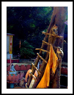 Hanuman temple monkeys